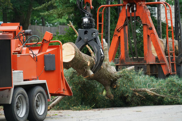 How Our Tree Care Process Works  in  Clewiston, FL